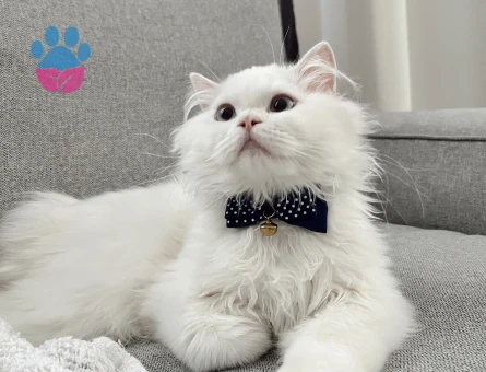 7 aylık oğluma çiftleştirmek için british kedi arıyorum