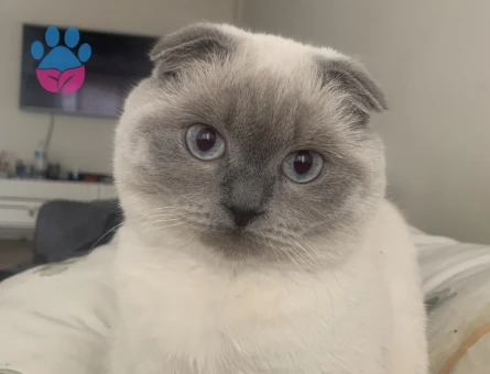 Scottish Fold 1 Yaşında Eş Arıyoruz
