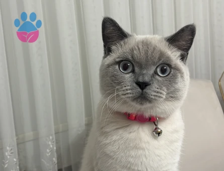 Yakışıklı mavi gözlü oğluma eş arıyorum