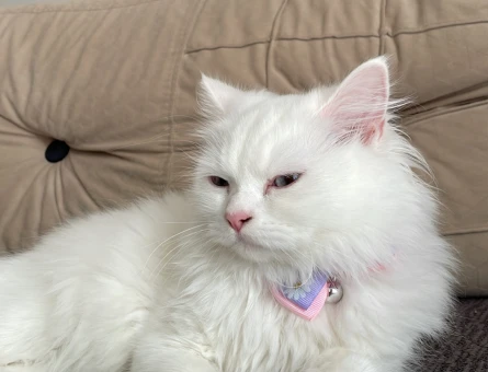 British Longhair Kızıma Eş arıyorum - 118973271