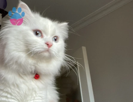 British Longhair Kızıma Eş arıyorum