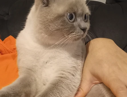 British Shorthair Tatlı kızıma eş arıyorum - 118973274