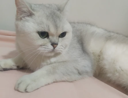 British Shorthair Pamuğa Eş Arıyorum - 118973275