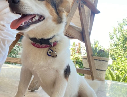 Disi Jack russel kopegim icin erkek jack russel ariyorum - 118973279