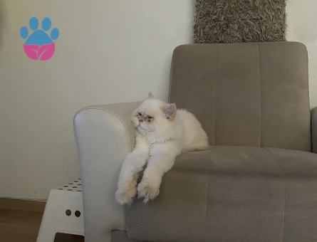 İran Kedisi Oğluma Eş Arıyorum