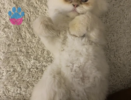 İran Kedisi Oğluma Eş Arıyorum