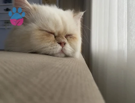 İran Kedisi Oğluma Eş Arıyorum