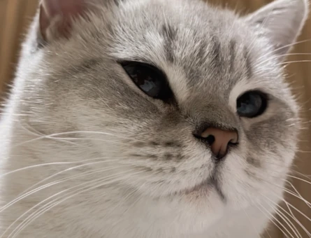 British Shorthair 10 Aylık Kedime Eş Arıyorum - 118973281