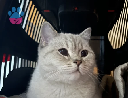 British Shorthair 10 Aylık Kedime Eş Arıyorum