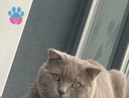 Scotish kedime dişi british eş arıyorum