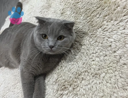 Scotish kedime dişi british eş arıyorum