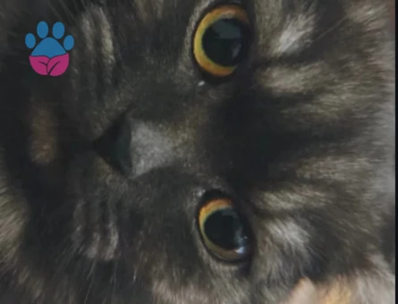 Zeytin için eş arıyoruz