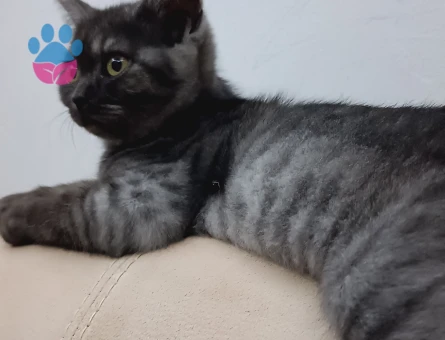 Zeytin için eş arıyoruz