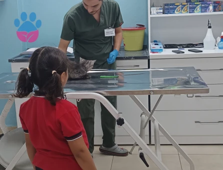 Zeytin için eş arıyoruz