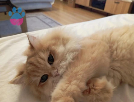 golden british longhair dişi