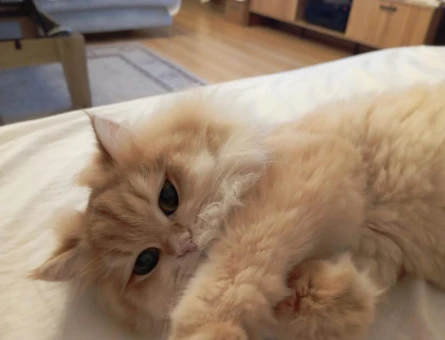 golden british longhair dişi - 118981096