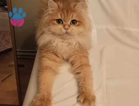 golden british longhair dişi