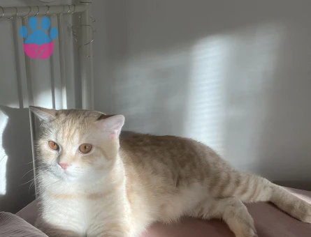 oğlumuza kız arıyoruz