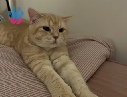 oğlumuza kız arıyoruz