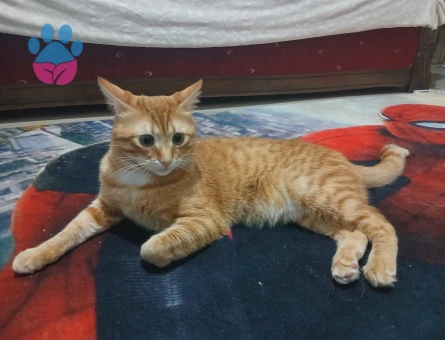 1 yaşındaki erkek sarmanımıza eş arıyoruz