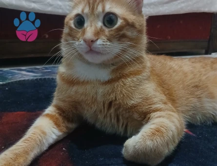 1 yaşındaki erkek sarmanımıza eş arıyoruz