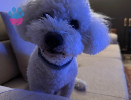 Çapkın oğlumuza eş arıyoruz