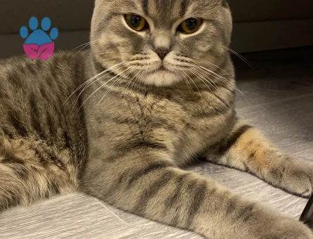 Yakışıklı Oğlumuza Eş Arıyoruz