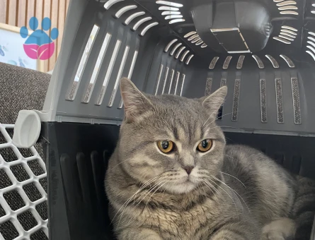 Yakışıklı Oğlumuza Eş Arıyoruz