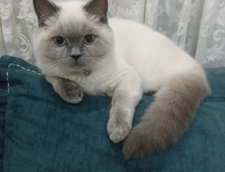 British Shorthair 1 Yaşında Eş Arıyor - 118974075