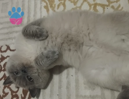 British Shorthair 1 Yaşında Eş Arıyor
