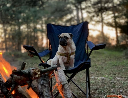 Pug eş arıyoruz - 118974076