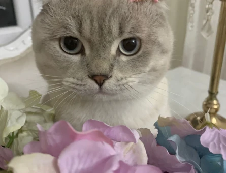 Acil dişi British Shorthair arıyoruzz - 118974079