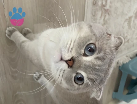 Acil dişi British Shorthair arıyoruzz