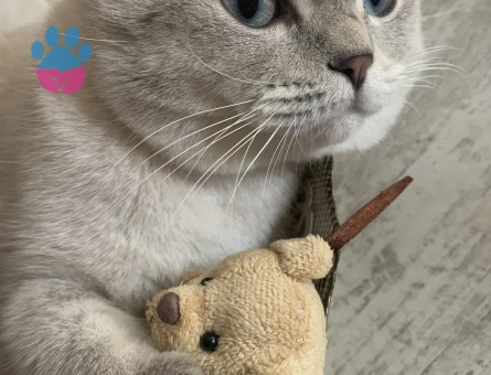 Acil dişi British Shorthair arıyoruzz