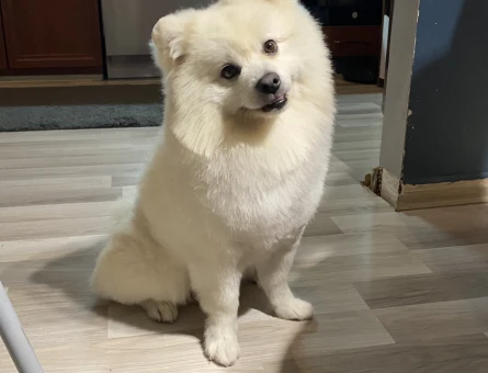 Dipsy Eşini Arıyor - 118974083