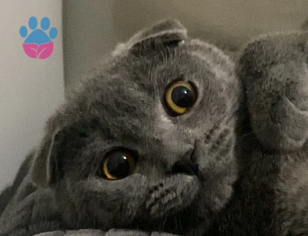 Gelin arıyoruz??!!!!!!