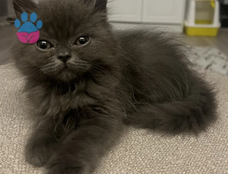 British Longhair Kızgınlıkta Kedim Eş Arıyor