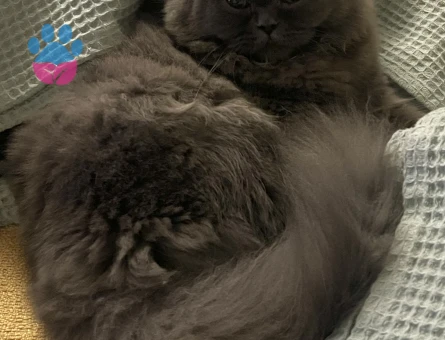 British Longhair Kızgınlıkta Kedim Eş Arıyor