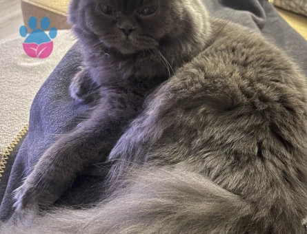 British Longhair Kızgınlıkta Kedim Eş Arıyor