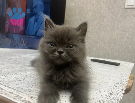 British Longhair Kızgınlıkta Kedim Eş Arıyor