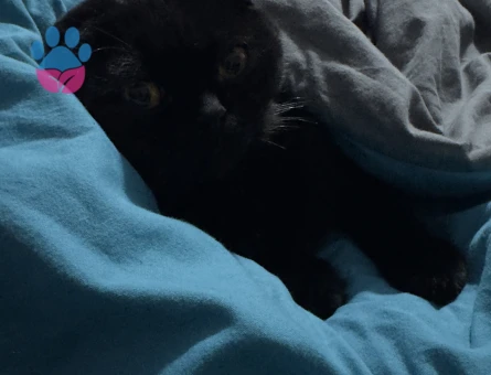 Scottish Fold 1 Yaşında Eş Arıyor