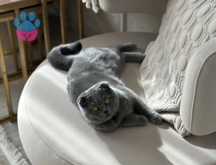 scottish Kedime eş arıyorum