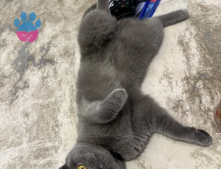 scottish Kedime eş arıyorum