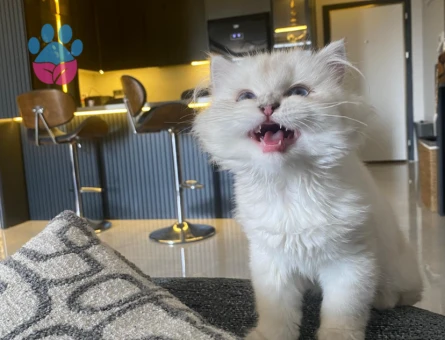 Scotish 8 aylık kedimi çiftleştirmek istiyorum