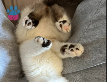 Scottish Fold 1,5 Yaşnda Eş Arıyor