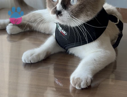 Scottish Fold 1,5 Yaşnda Eş Arıyor