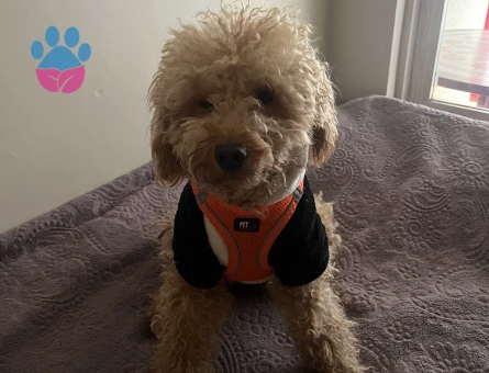 Toy Poodle Köpeğime Eş Arıyorum