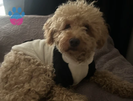 Toy Poodle Köpeğime Eş Arıyorum