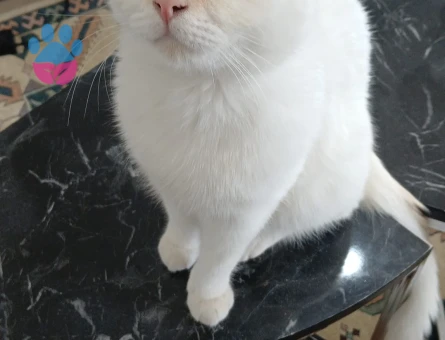 Erkek British Shorthair 11 aylık