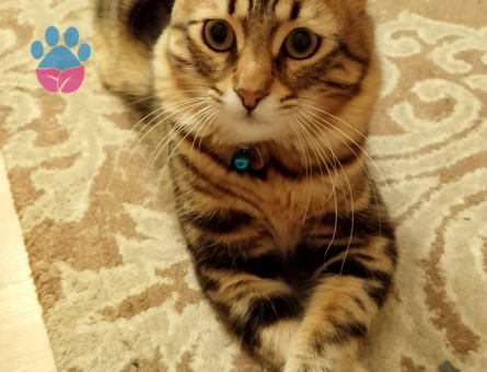 Tekir, main coon kırması